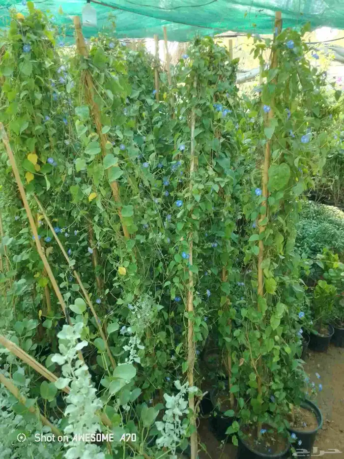 اكاسيا ياسمين 8