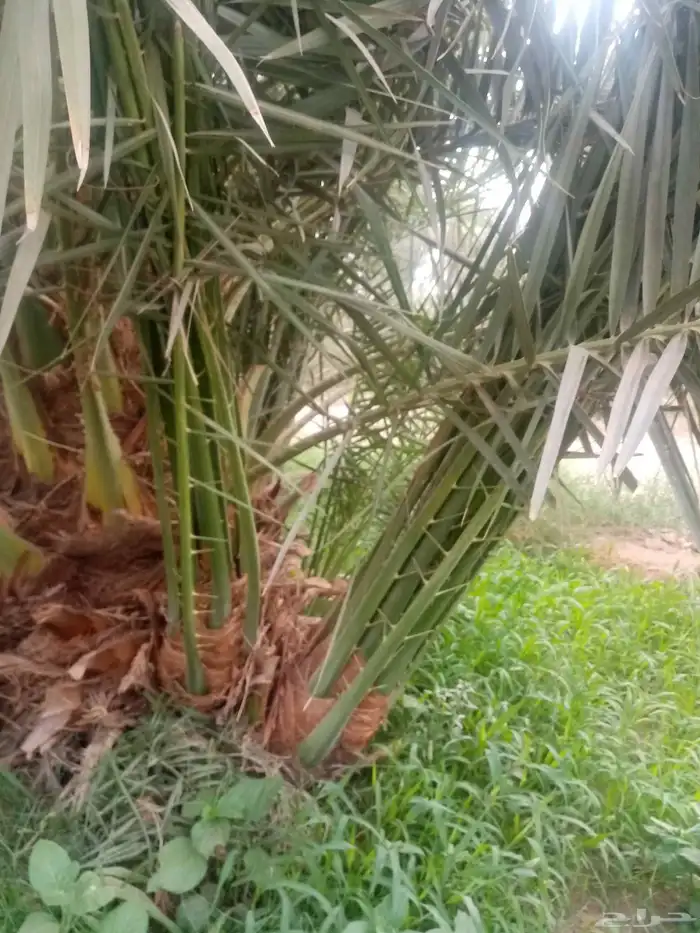 فسايل نخيل جثايث نقايل 4