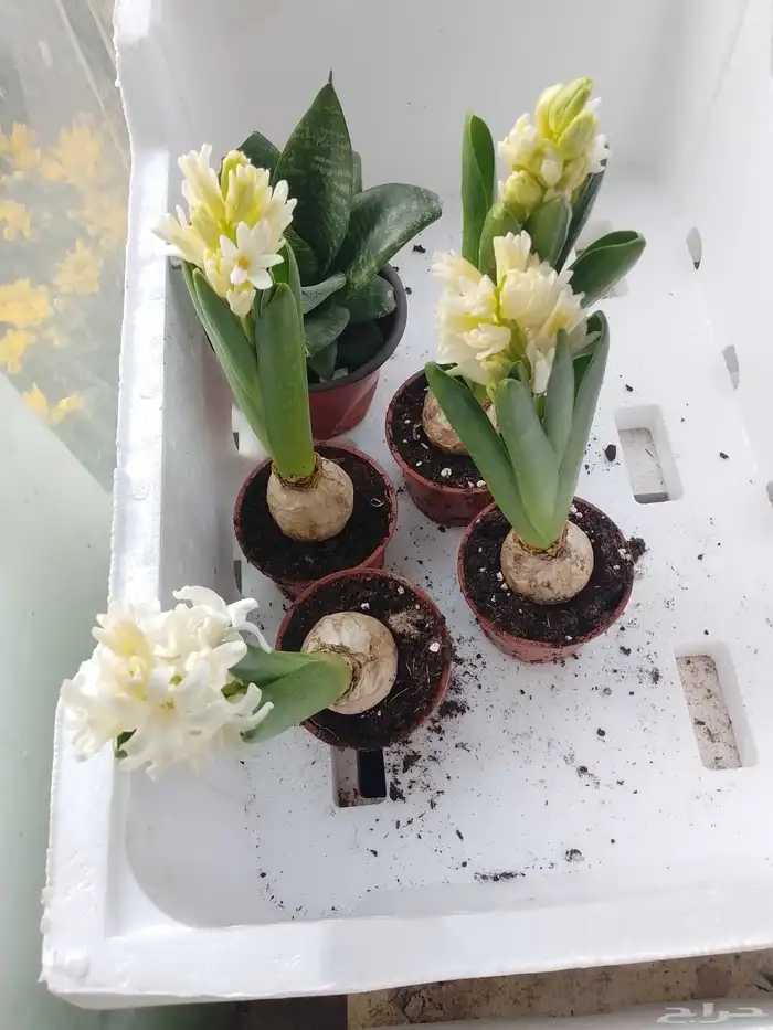 تنسيق حدائق 0