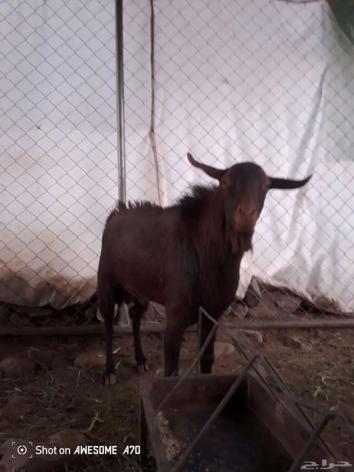 تيس فحل كفو 0