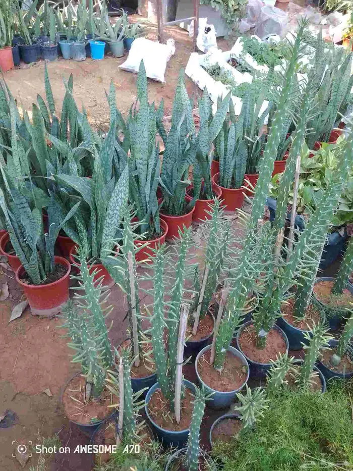 اكاسيا ياسمين 7