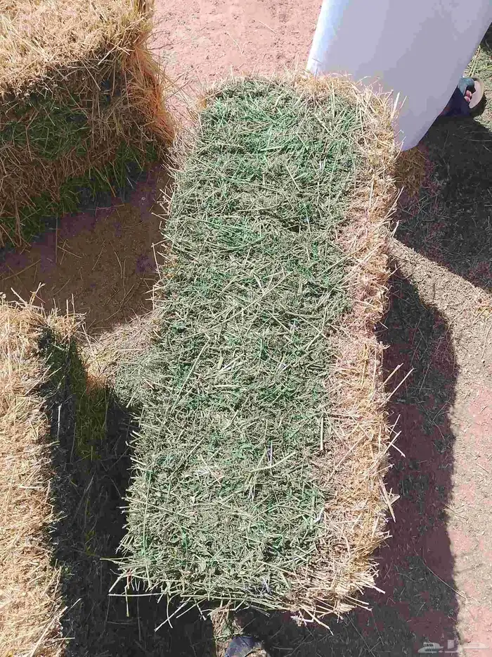 السلام عليكم ورحمه الله برسيم طيب صافي من اي خلط السعر 28 ري 1