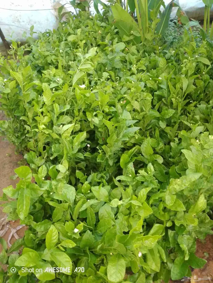 اكاسيا ياسمين 10