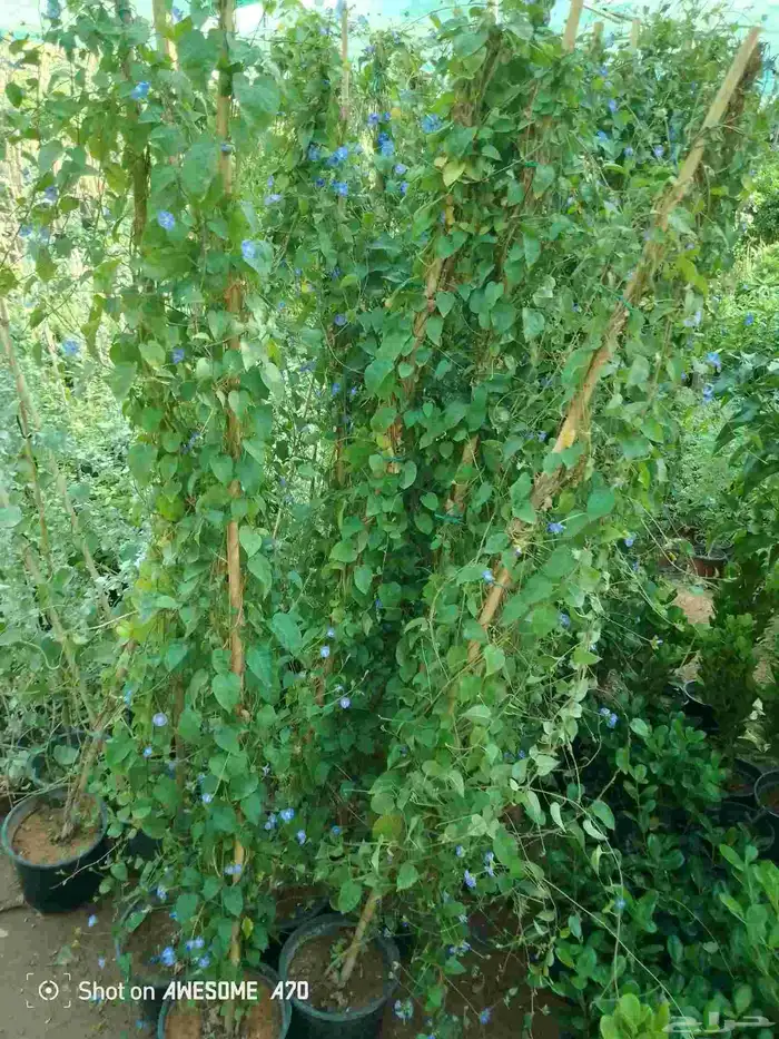 اكاسيا ياسمين 9