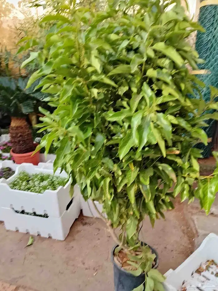 تنسيق حدائق 2