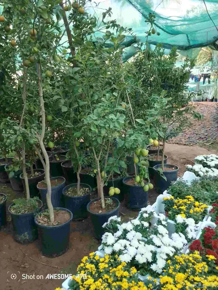 اكاسيا ياسمين 17