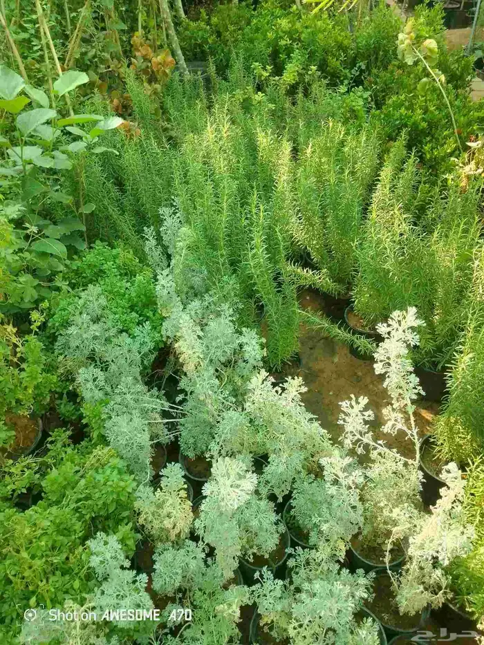 اكاسيا ياسمين 1