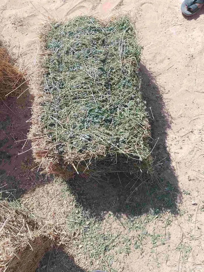 السلام عليكم ورحمه الله برسيم طيب صافي من اي خلط السعر 28 ري 3