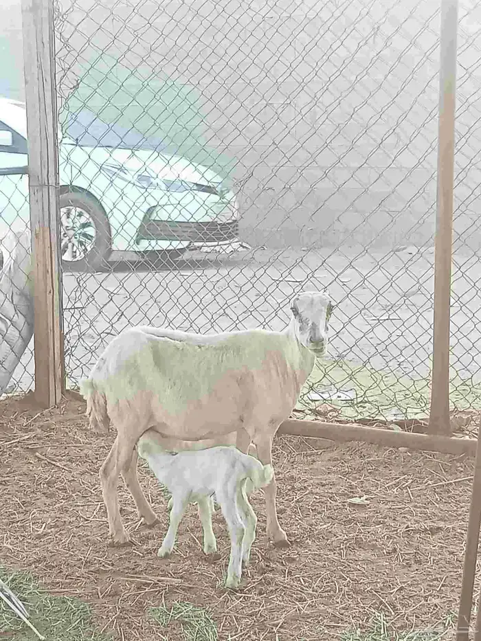 نعجه سمعه تحتيها اثنين سليمه من كل الامارات تحتيها رخل وخروف 0