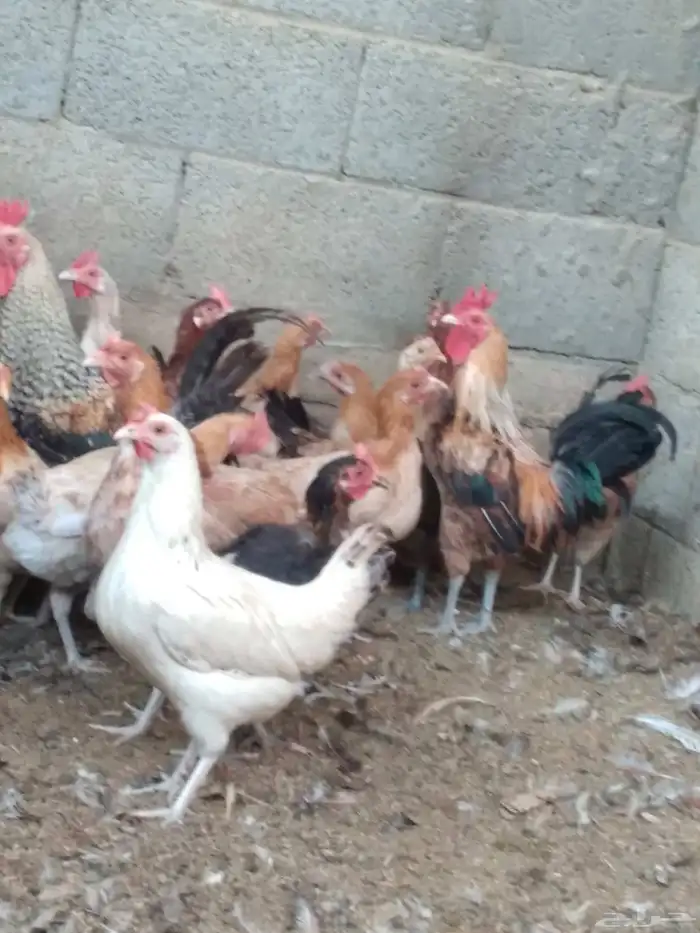 دجاج بلدي بياض 2