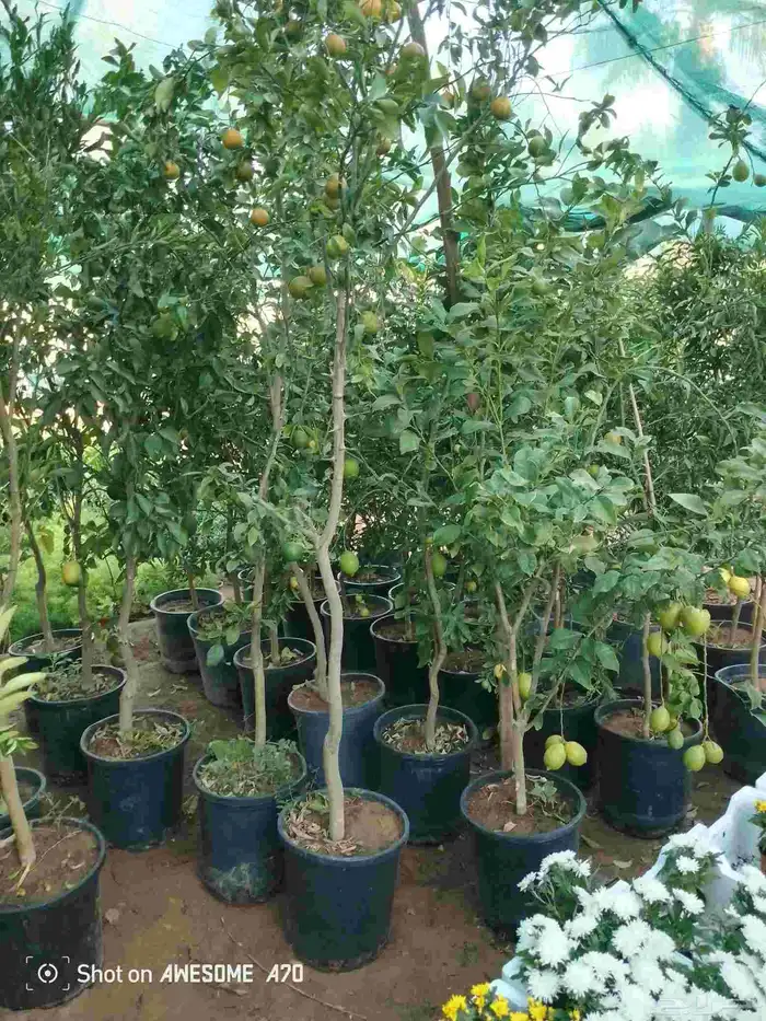 اكاسيا ياسمين 18