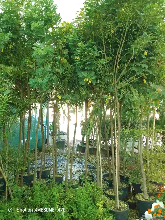 اكاسيا ياسمين 0