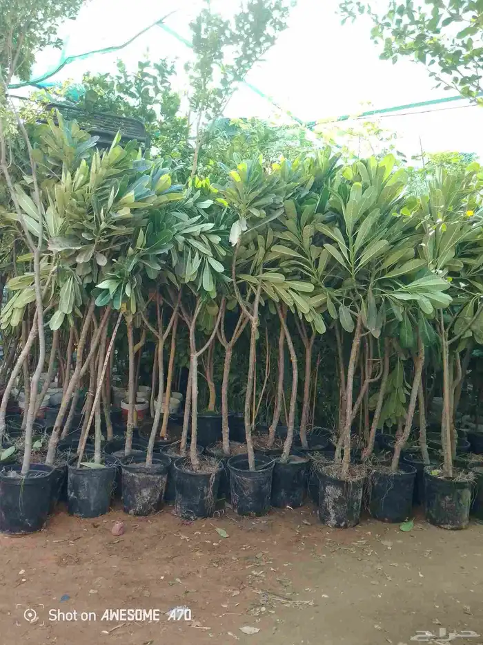 اكاسيا ياسمين 6