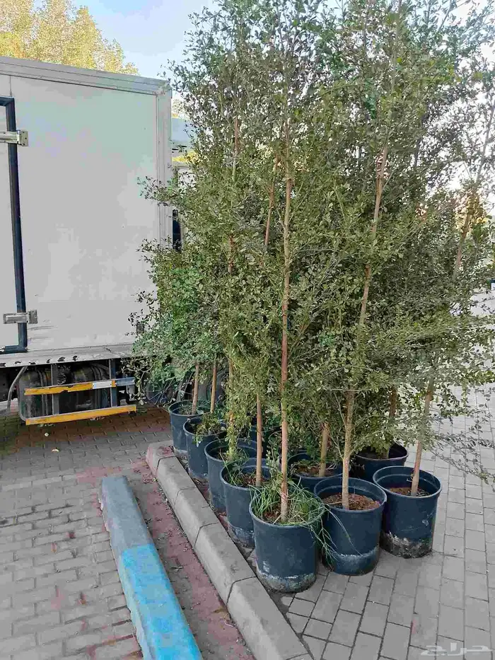 تنسيق حدائق 1