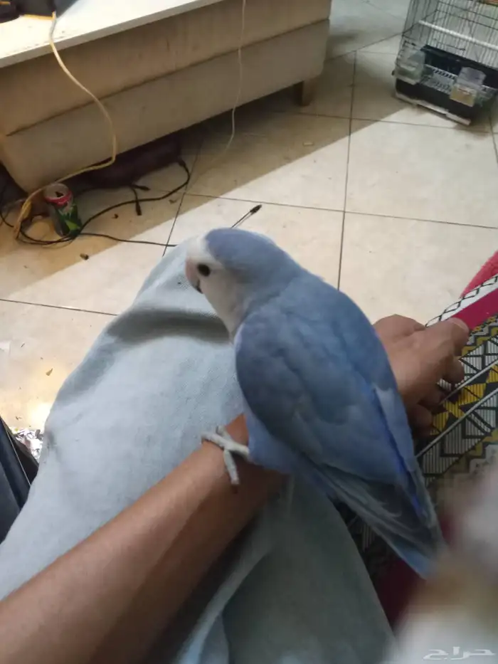 طيور الكناري 0