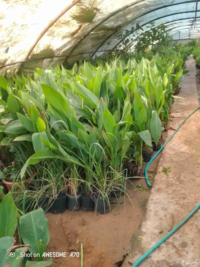 اكاسيا ياسمين 11