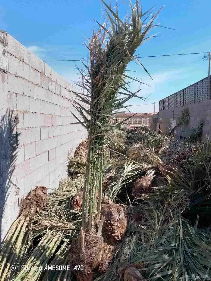 نخل للبيع 6