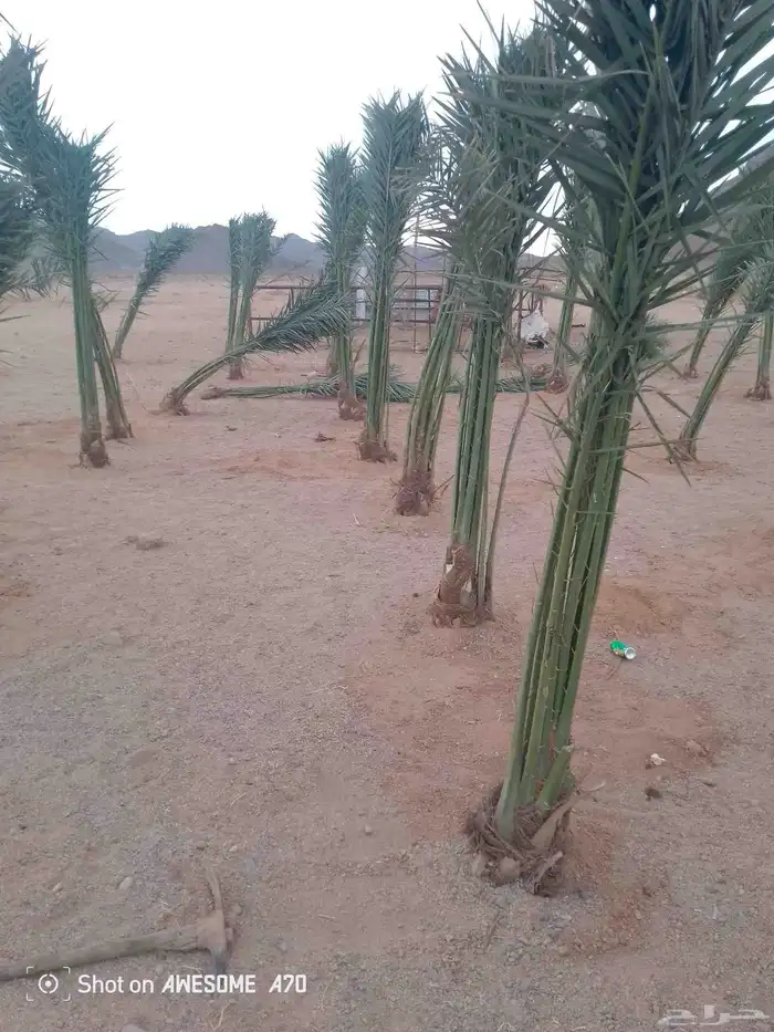 نخل للبيع 4