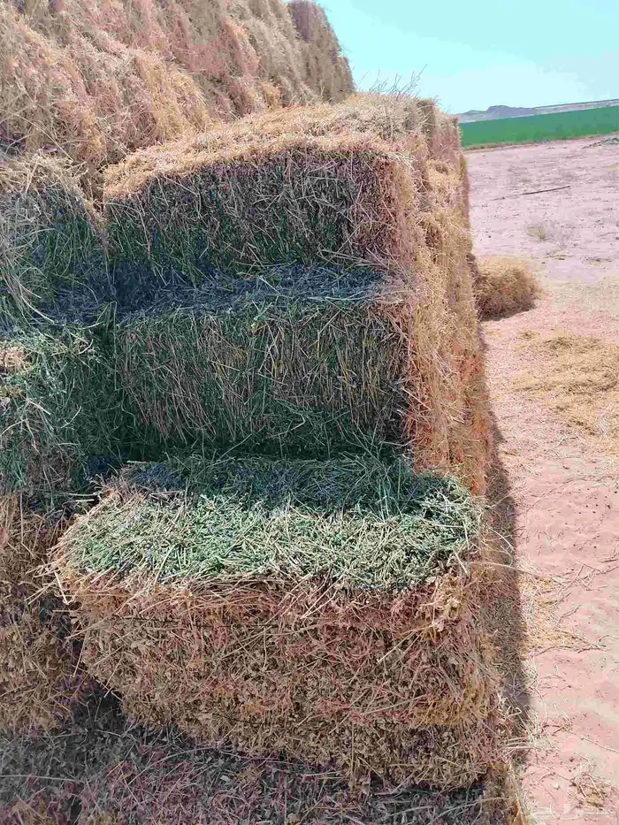 السلام عليكم ورحمه الله برسيم طيب صافي من اي خلط السعر 28 ري 2