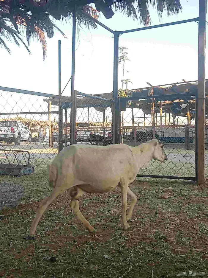 نعجه سمعه تحتيها اثنين سليمه من كل الامارات تحتيها رخل وخروف 3