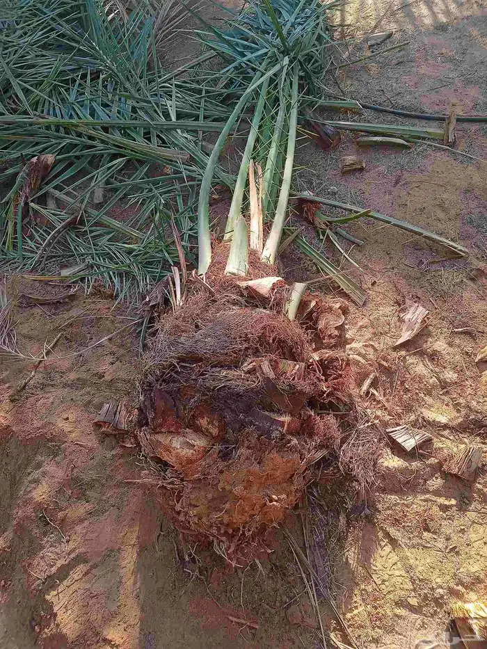 نخل للبيع 3