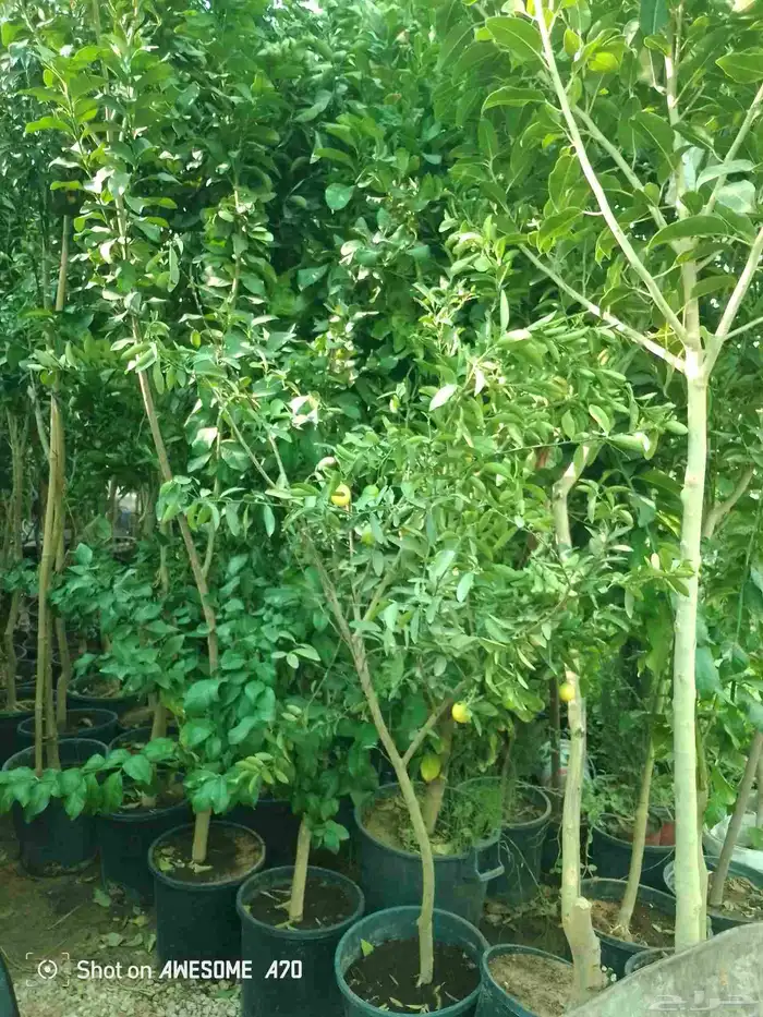 اكاسيا ياسمين 5