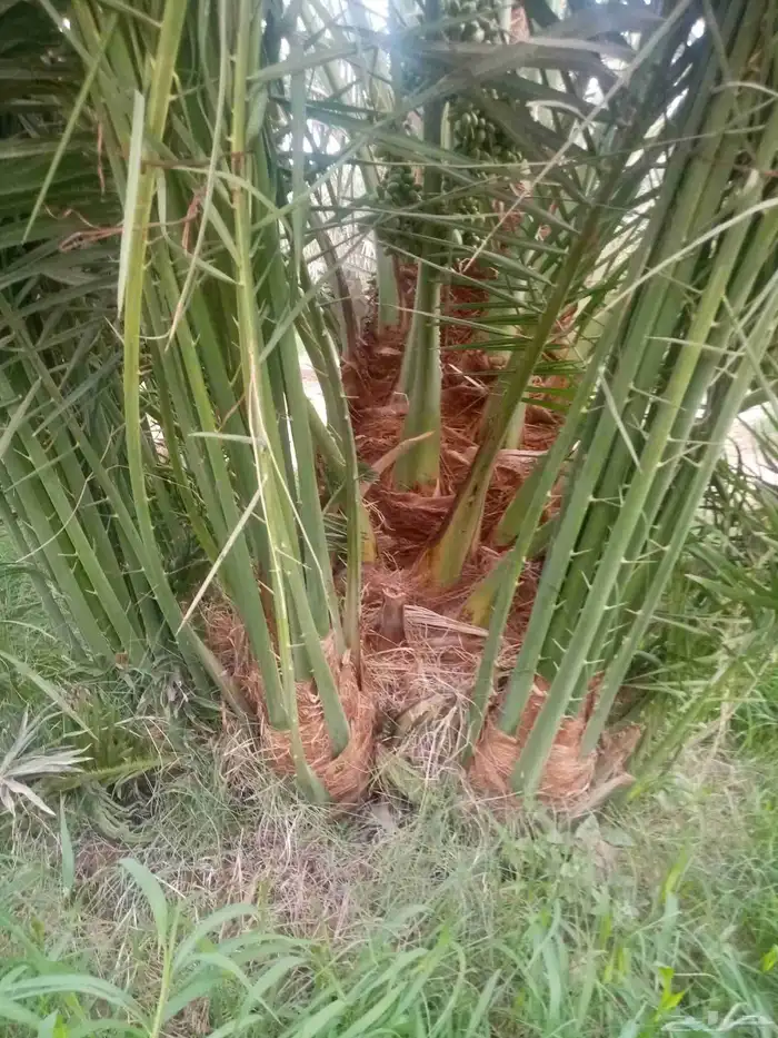 فسايل نخيل جثايث نقايل 0