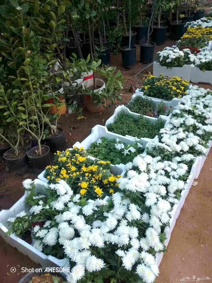 اكاسيا ياسمين 19