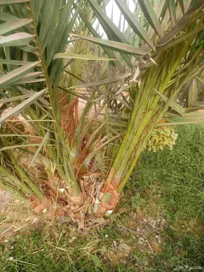 فسايل نخيل جثايث نقايل 3