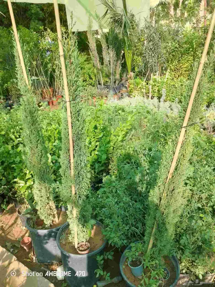 اكاسيا ياسمين 2