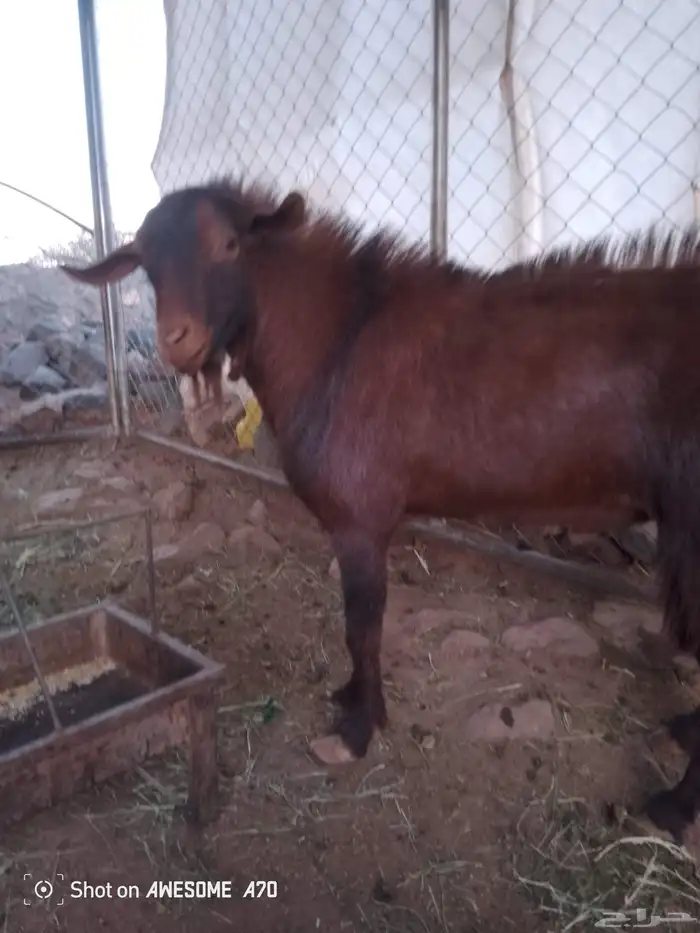 تيس فحل كفو 2