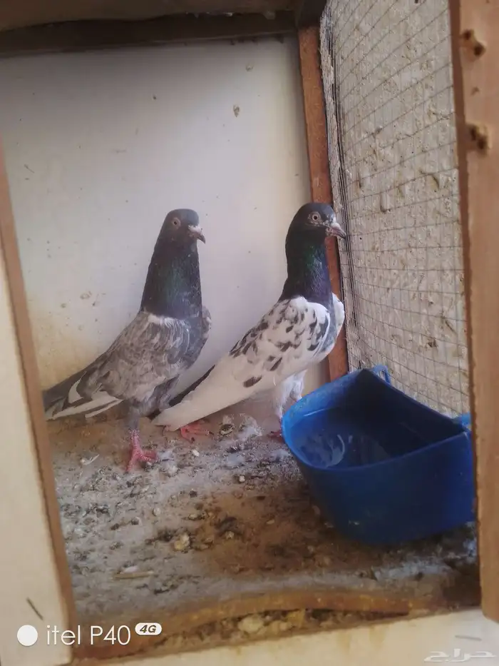 حمام باكستاني جوزين ابطال 2