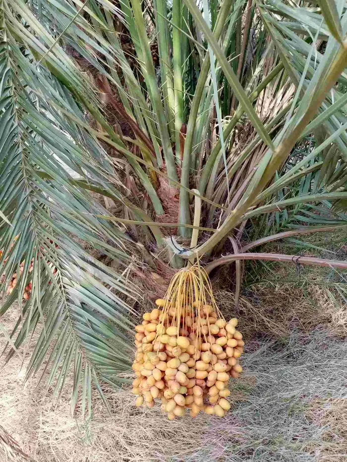 بيع نخل مثمر إخلاص برحي سكري صقعي نخيل مثمر 4