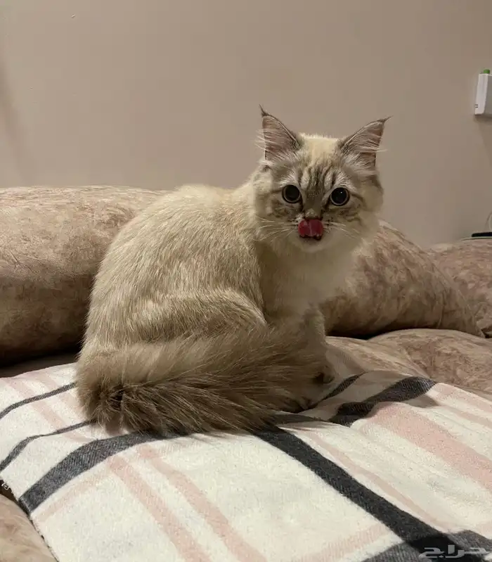 قطين ذكور - تم تبنيهم 0