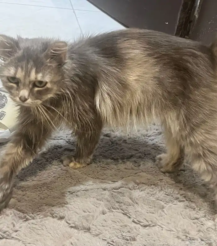 قطط كتن شيرازي 2