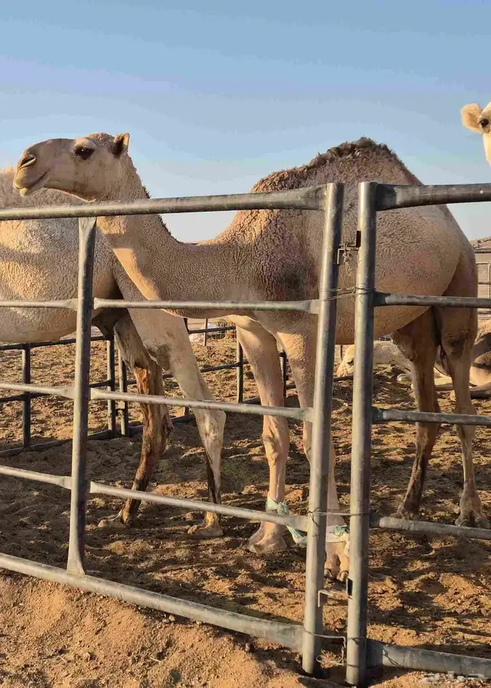 قعدان للبيع 1