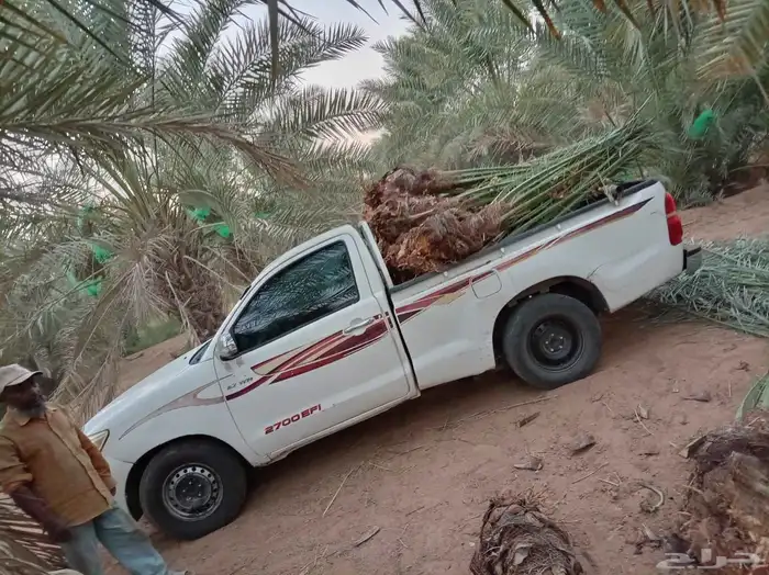 يوجد لدينا جميع انواع النخيل 5