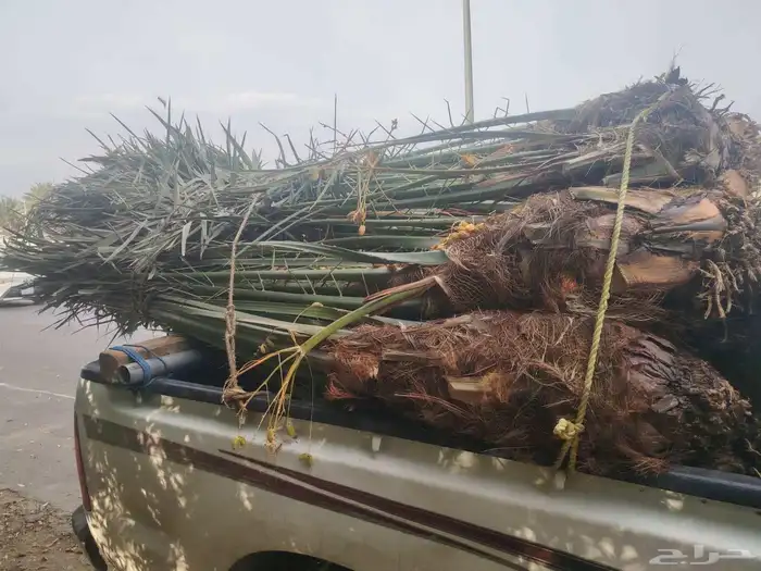 توريد جميع انواع النخيل 10