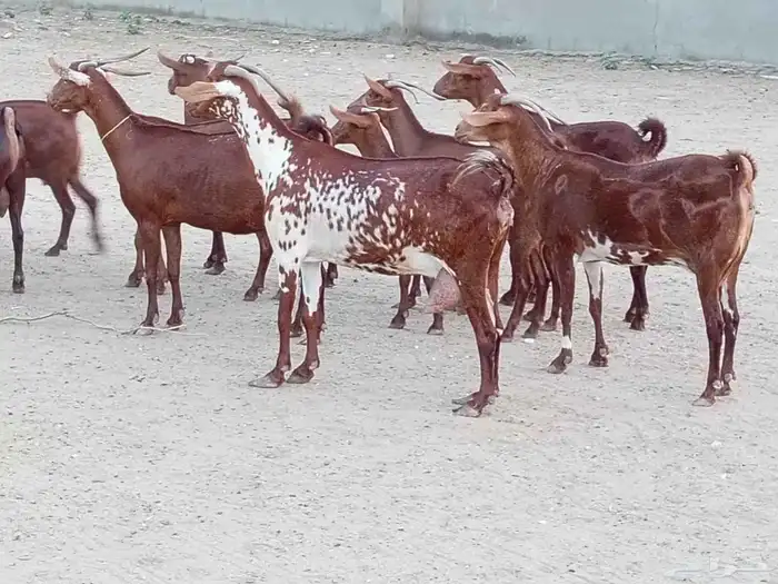 ماعز دهم محيليات صنف فاخر 0