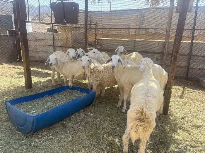 للبيع طليان جبره 0