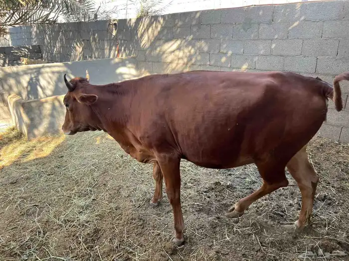 بقرة بكرية لقاح 0