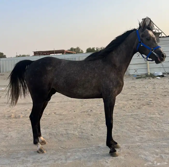 حصان عربي واهو سبق دم فاخر 15