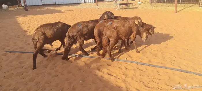 5 سواكن للبي 0