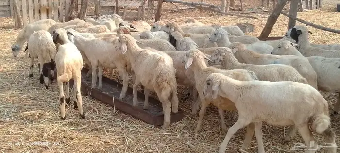 رخال حري من 600 ريال 4