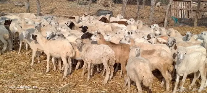 رخال رفيدي من 450 ريال 1