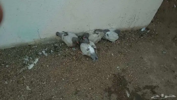 زغالين حمام فرنسي سوبر جامبو لاحم شحم 4