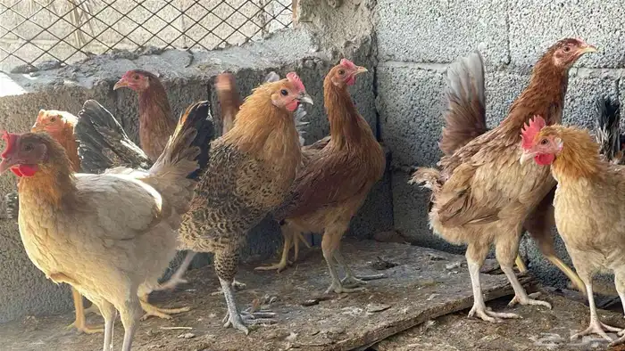 للبيع دجاج بياض 3