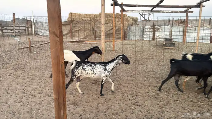 أعراض لكم معزا جنوبيه من580 4