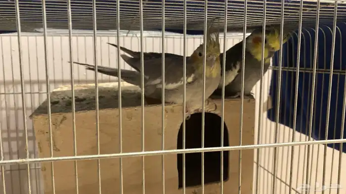 كروان طير جوز حد ب330 0