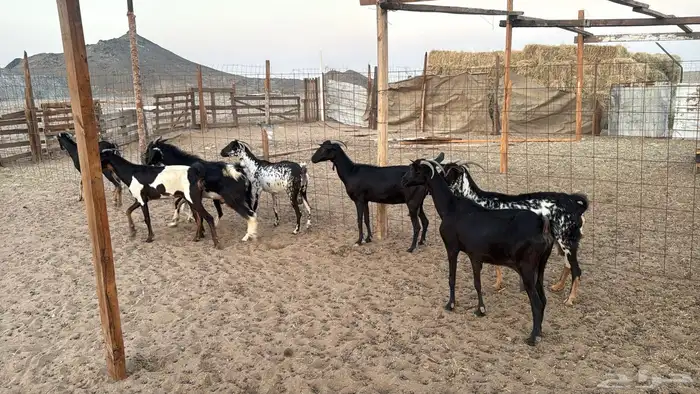 أعراض لكم معزا جنوبيه من580 5